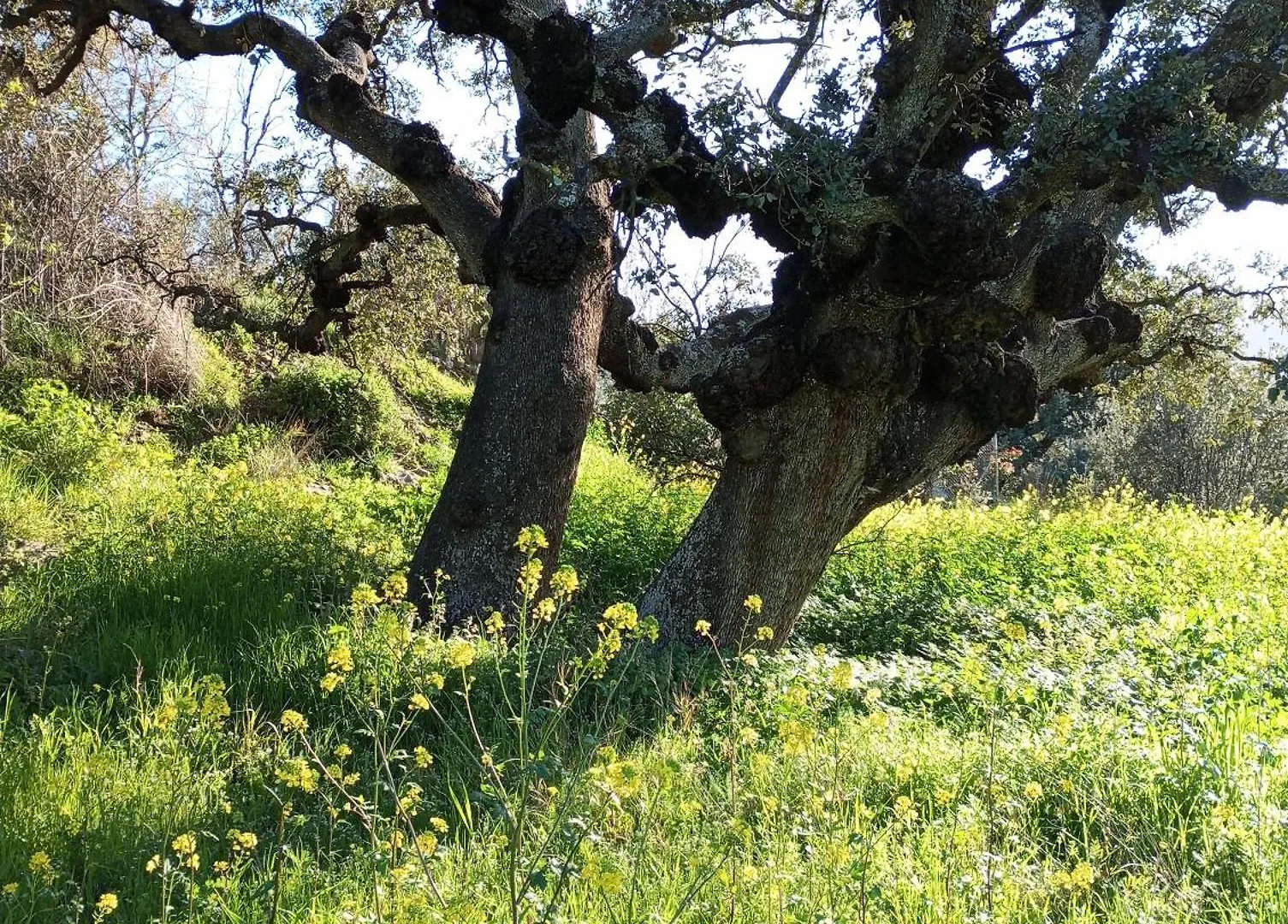 Сasa de vacaciones Villa Casa La colina mandarina I Tahal España